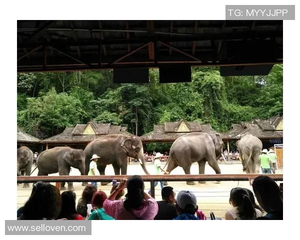 原始森林足球明星的传奇旅程与自然的完美结合 原始森林足球明星的传奇旅程与自然的完美结合